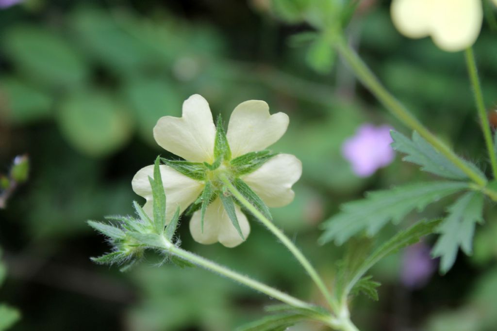 Potentilla recta